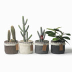 Nordic Minimalist Cement Planter